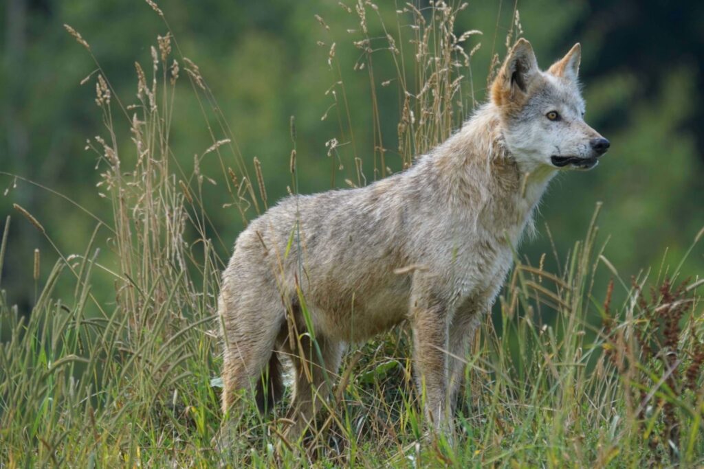 Entre lobos por la Sierra de la Culebra
