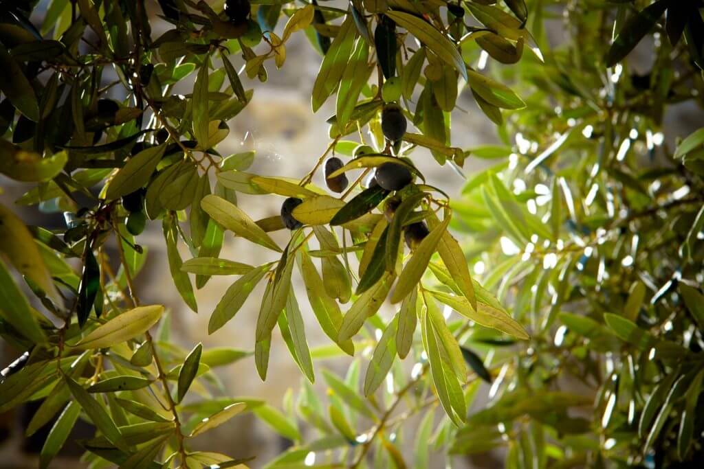 Jaén, Aceitunero por un día