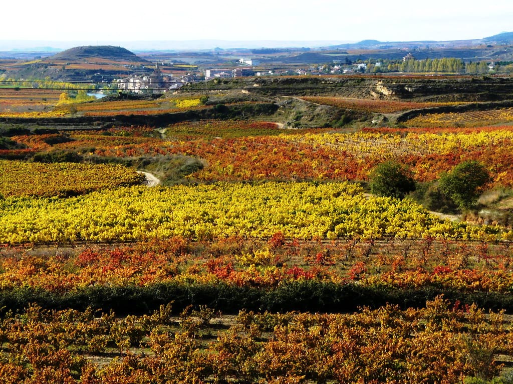 Rioja Alavesa, entre viñedos y trujales