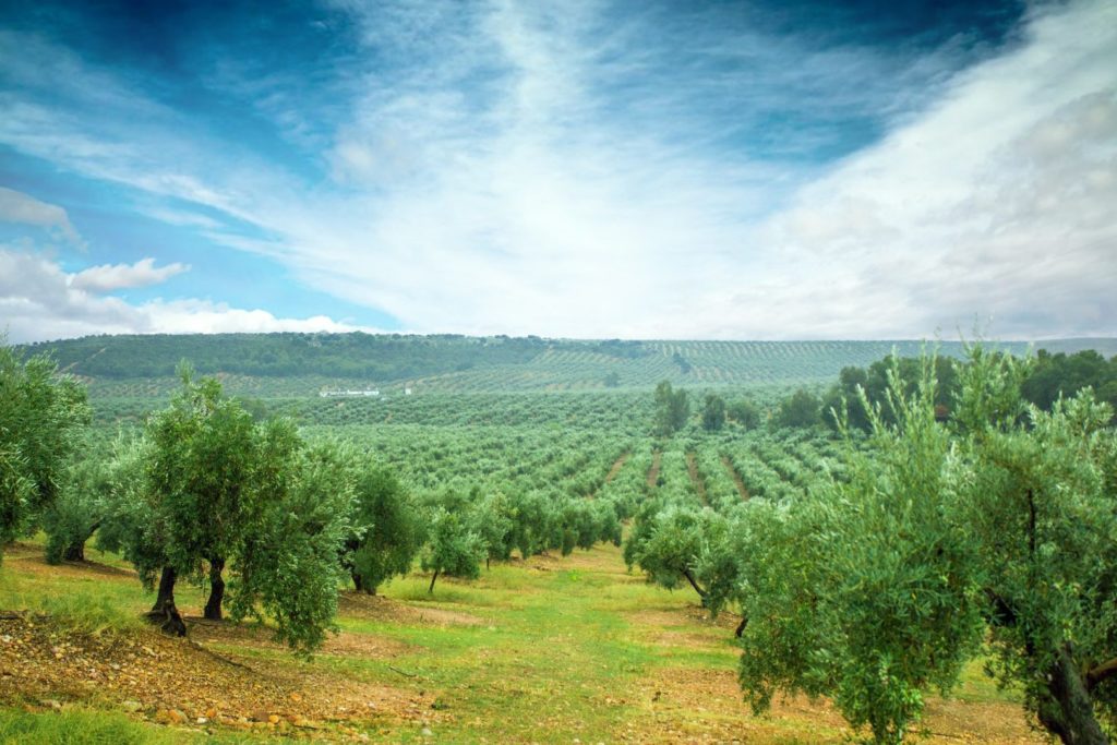 Jaén Tierra de Olivos