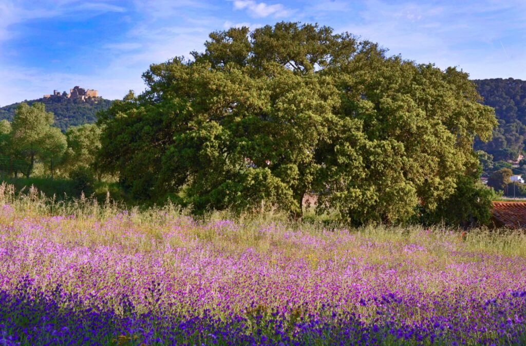 Palafolls: ruta de natura