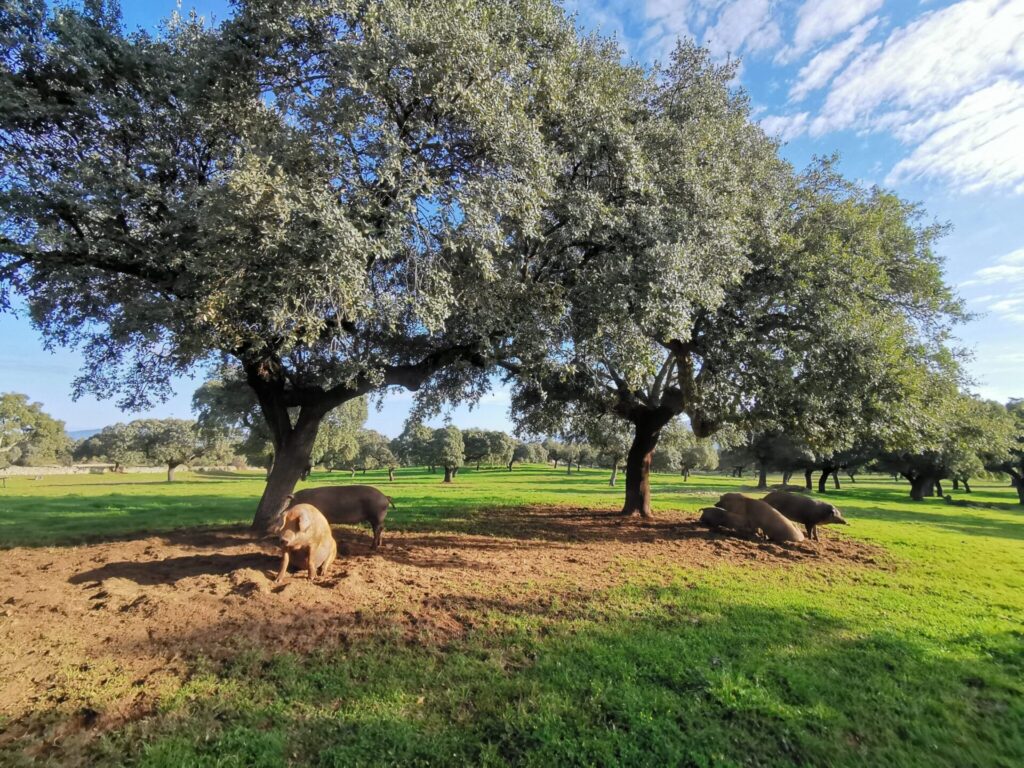 Siente la naturaleza, respira el Valle del Ambroz