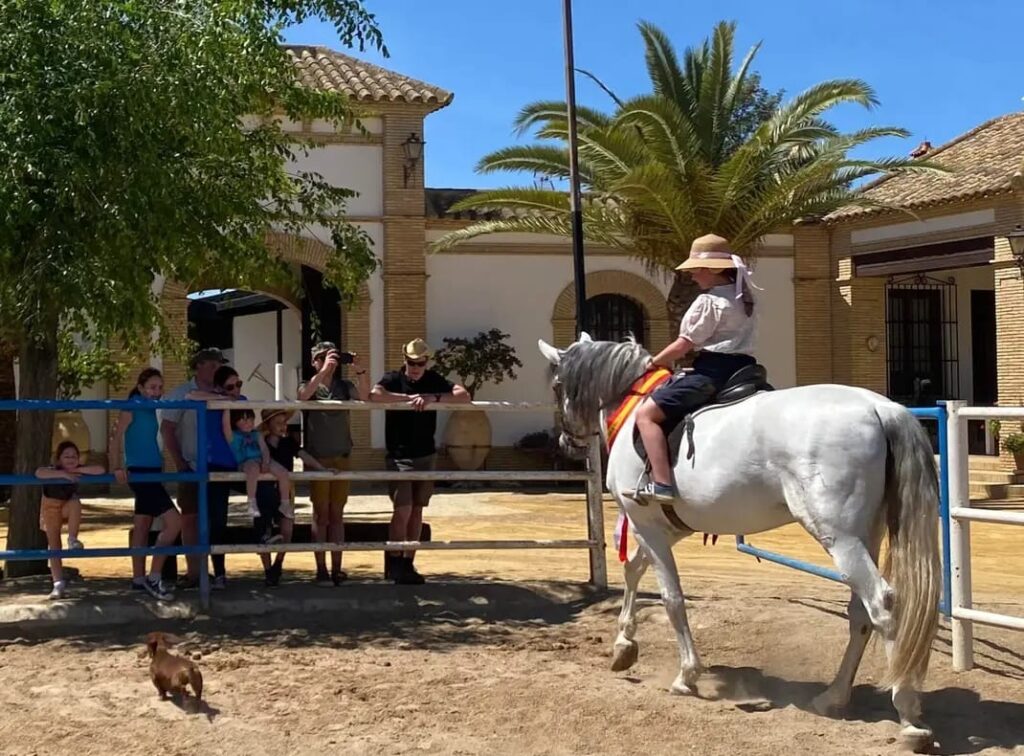 Experiencia en yeguada andaluza