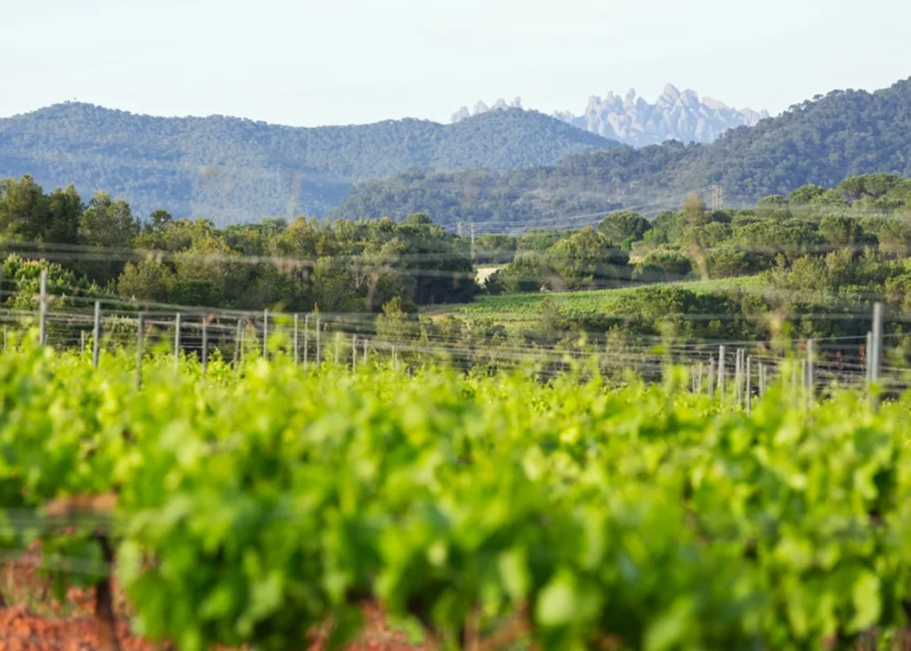 Rodéate de naturaleza, respira Anoia